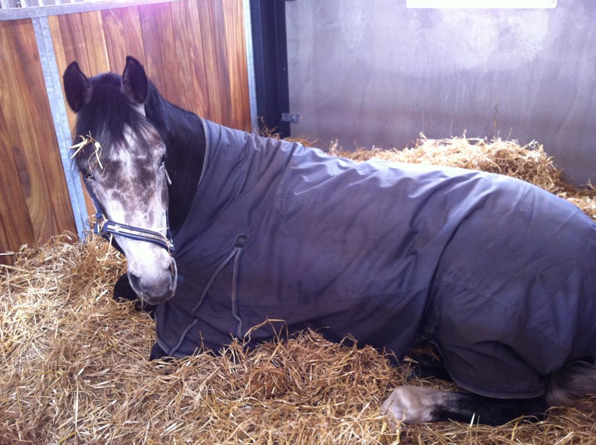 Dansk Varmblod Lamborghini LF billede 47