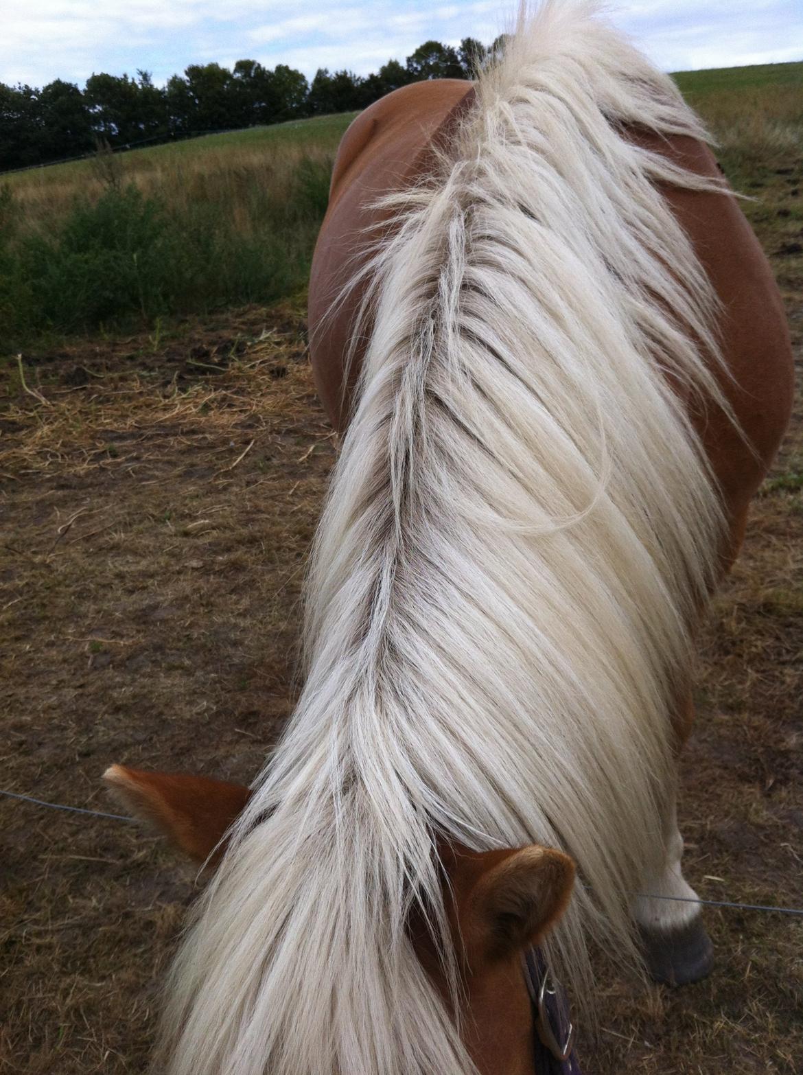 Haflinger Shandie billede 8