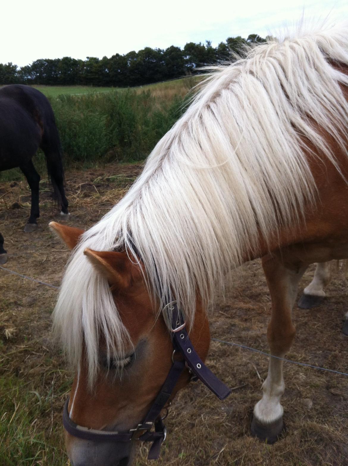 Haflinger Shandie billede 9
