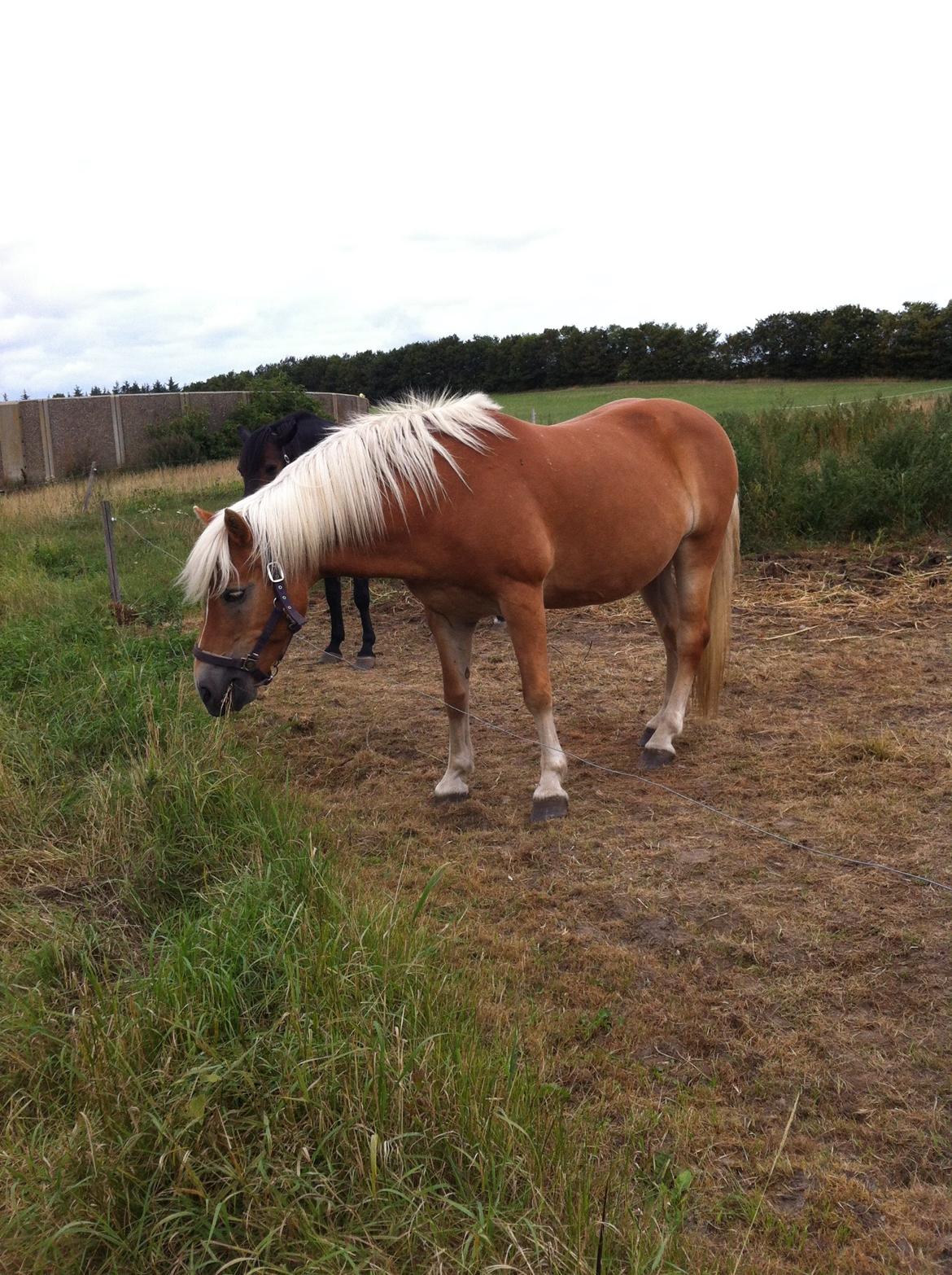 Haflinger Shandie billede 10