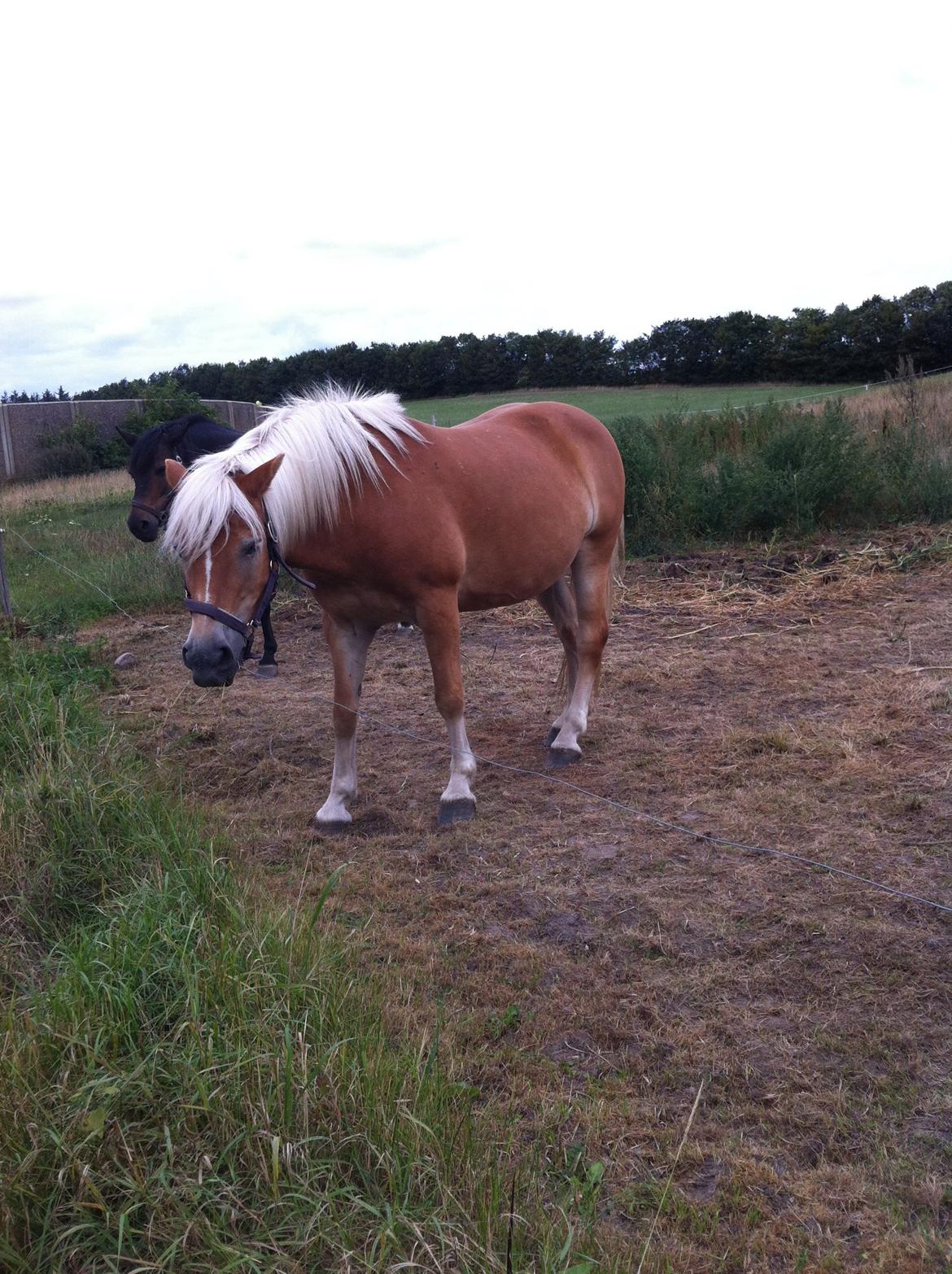 Haflinger Shandie billede 11