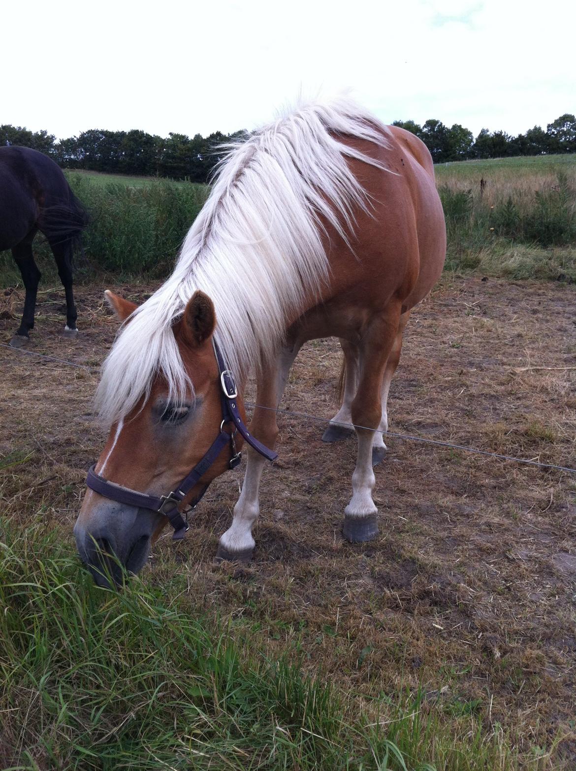 Haflinger Shandie billede 12