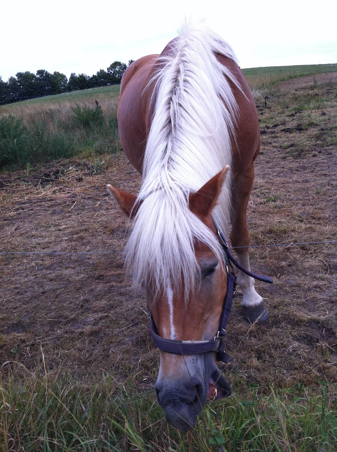 Haflinger Shandie billede 13
