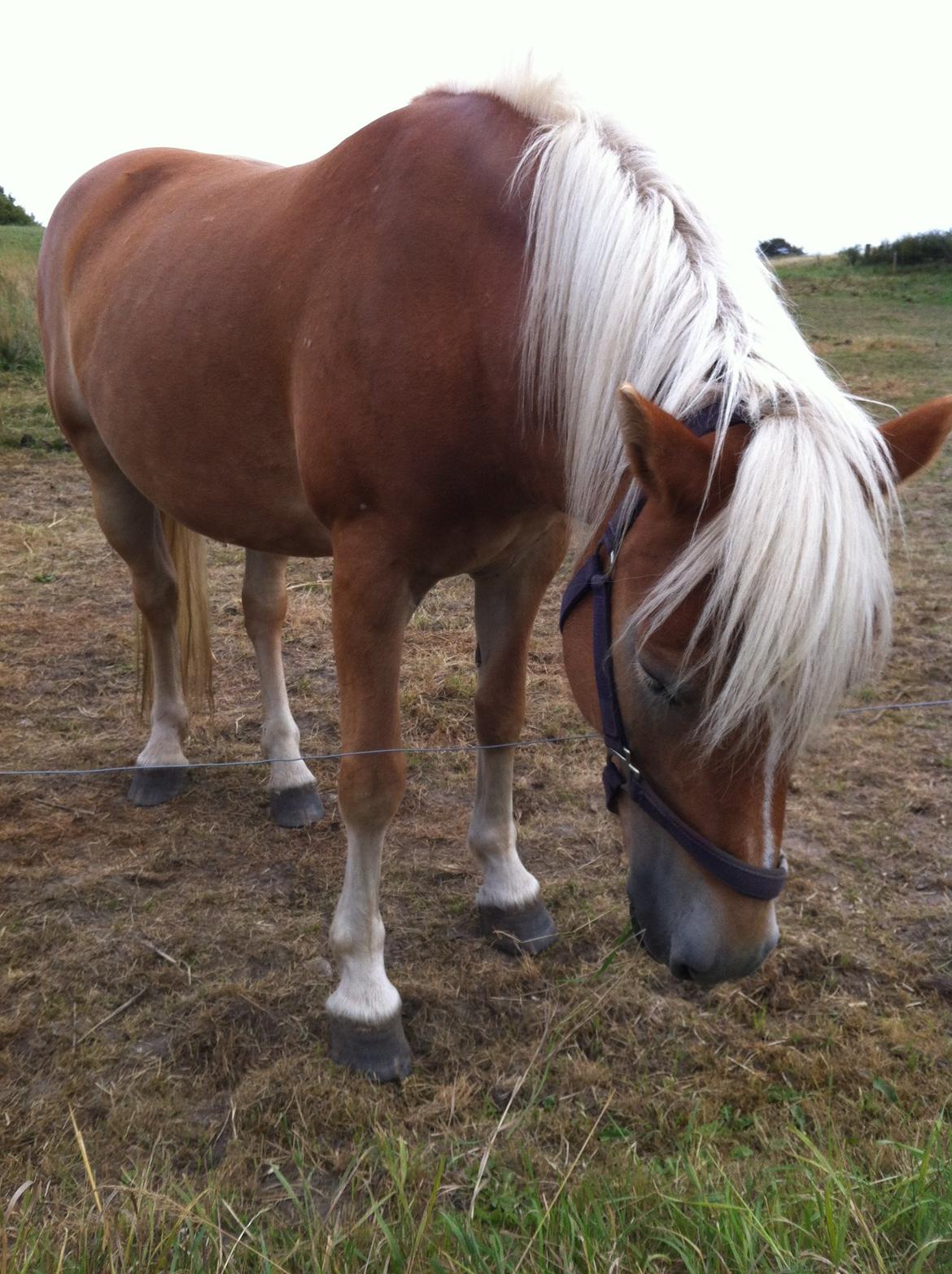 Haflinger Shandie billede 14