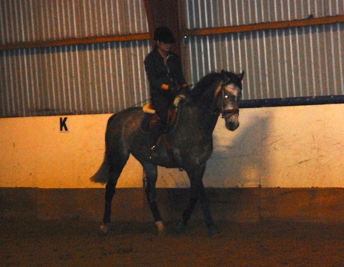 Dansk Varmblod Lamborghini LF billede 48