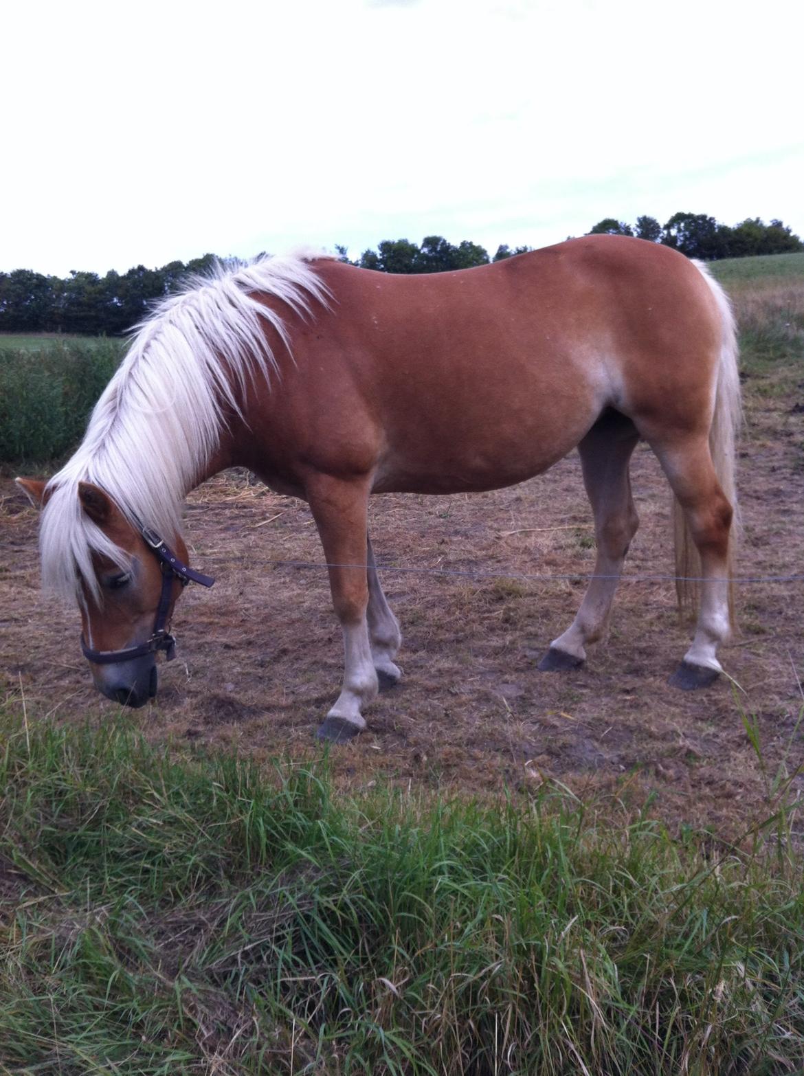 Haflinger Shandie billede 15