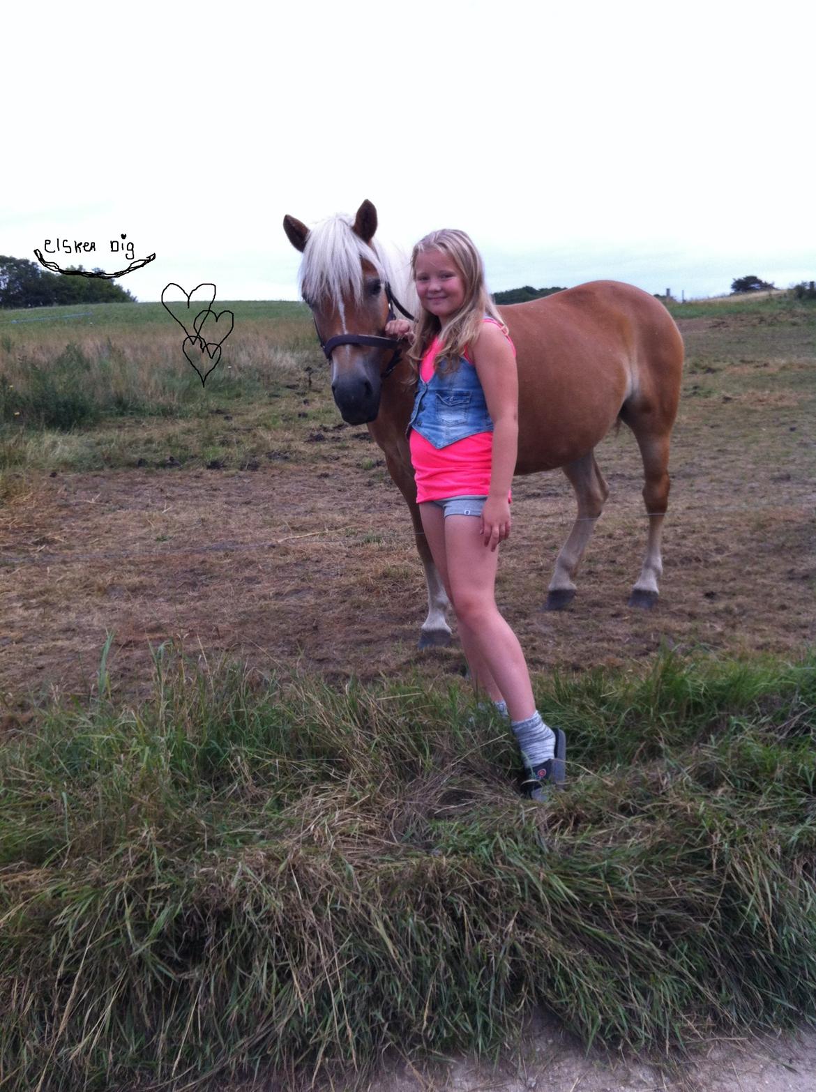Haflinger Shandie billede 16