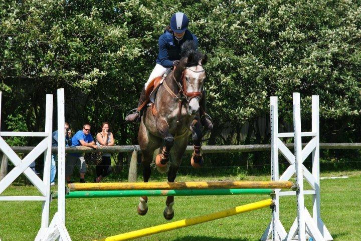 Dansk Varmblod Lamborghini LF billede 49