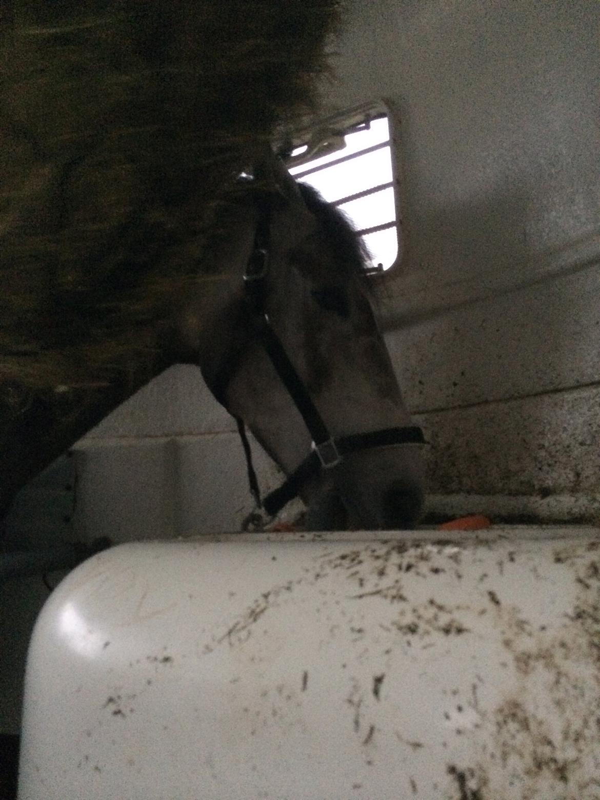 Dansk Varmblod Lamborghini LF - sidste billed af bassen - her i trailer på vej til hans nye hjem - savner ham :(<3 billede 50