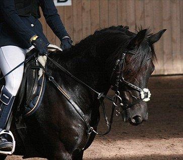Anden særlig race Fromsmindes Kazmir billede 2