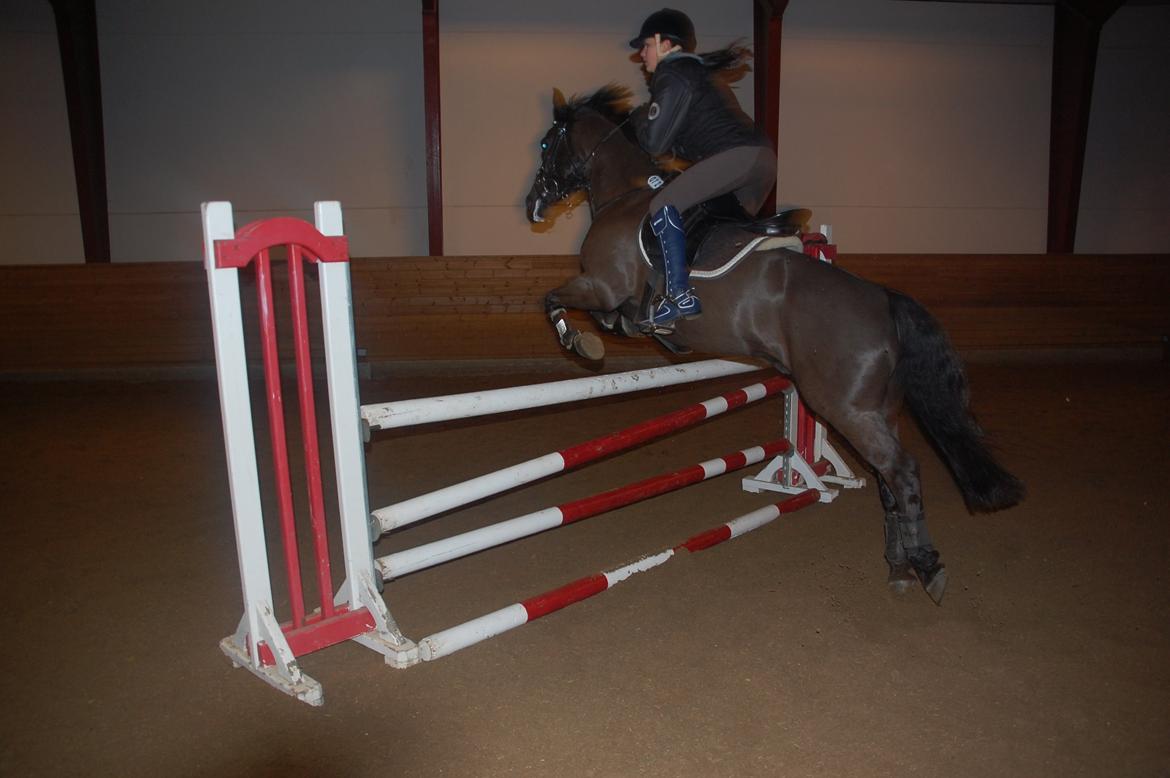 Anden særlig race Fromsmindes Kazmir billede 4
