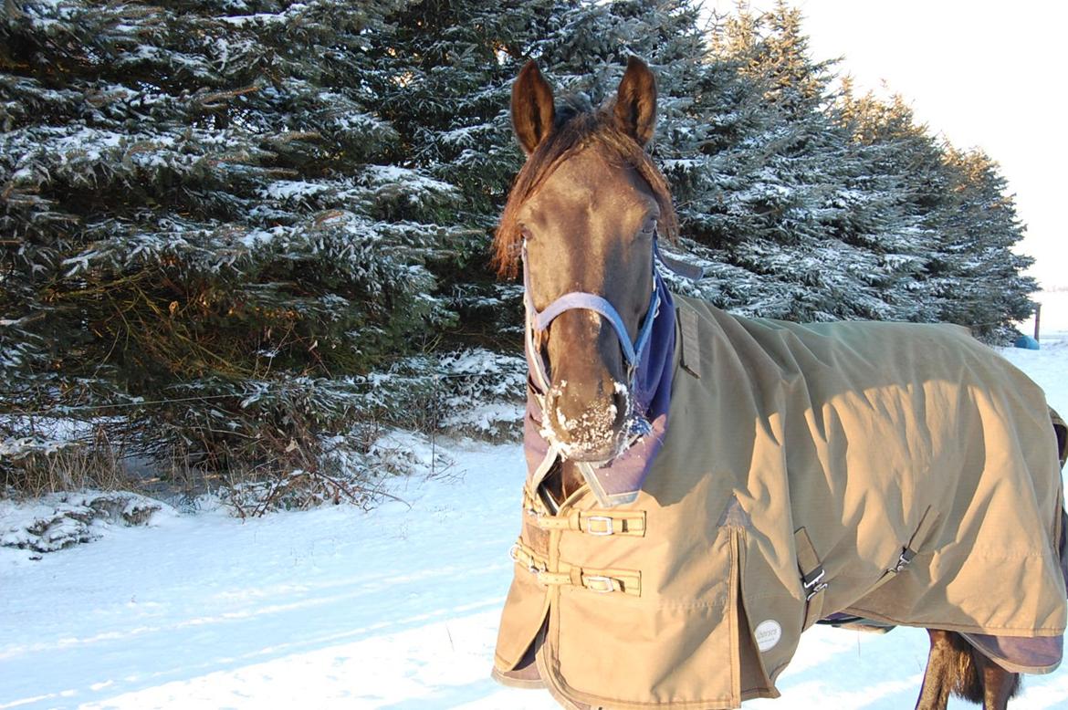 Anden særlig race Fromsmindes Kazmir billede 6