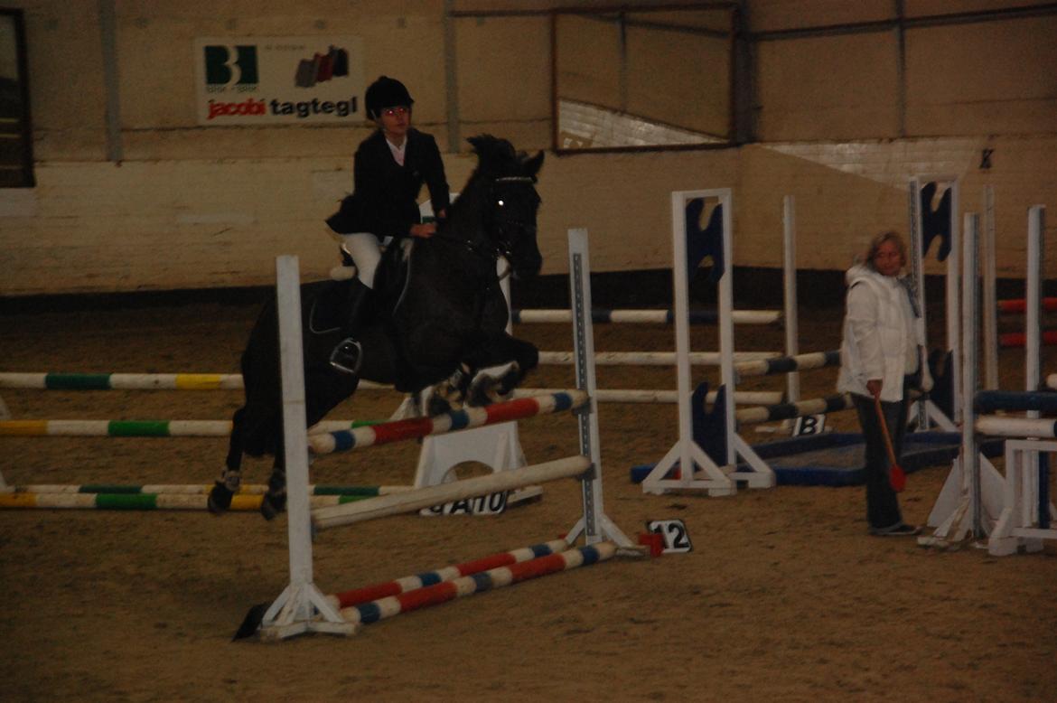 Anden særlig race Fromsmindes Kazmir billede 7