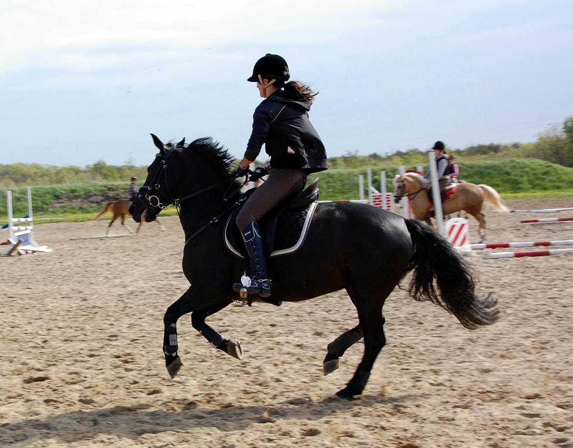 Anden særlig race Fromsmindes Kazmir billede 8