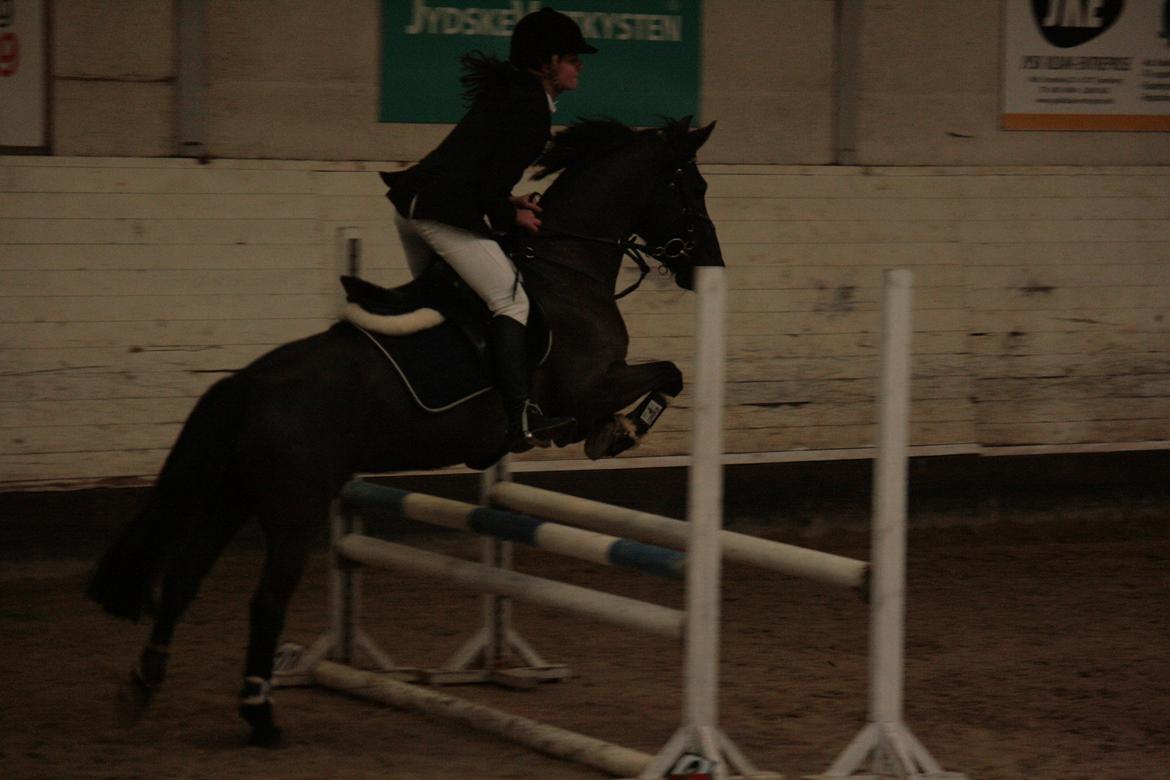 Anden særlig race Fromsmindes Kazmir billede 9