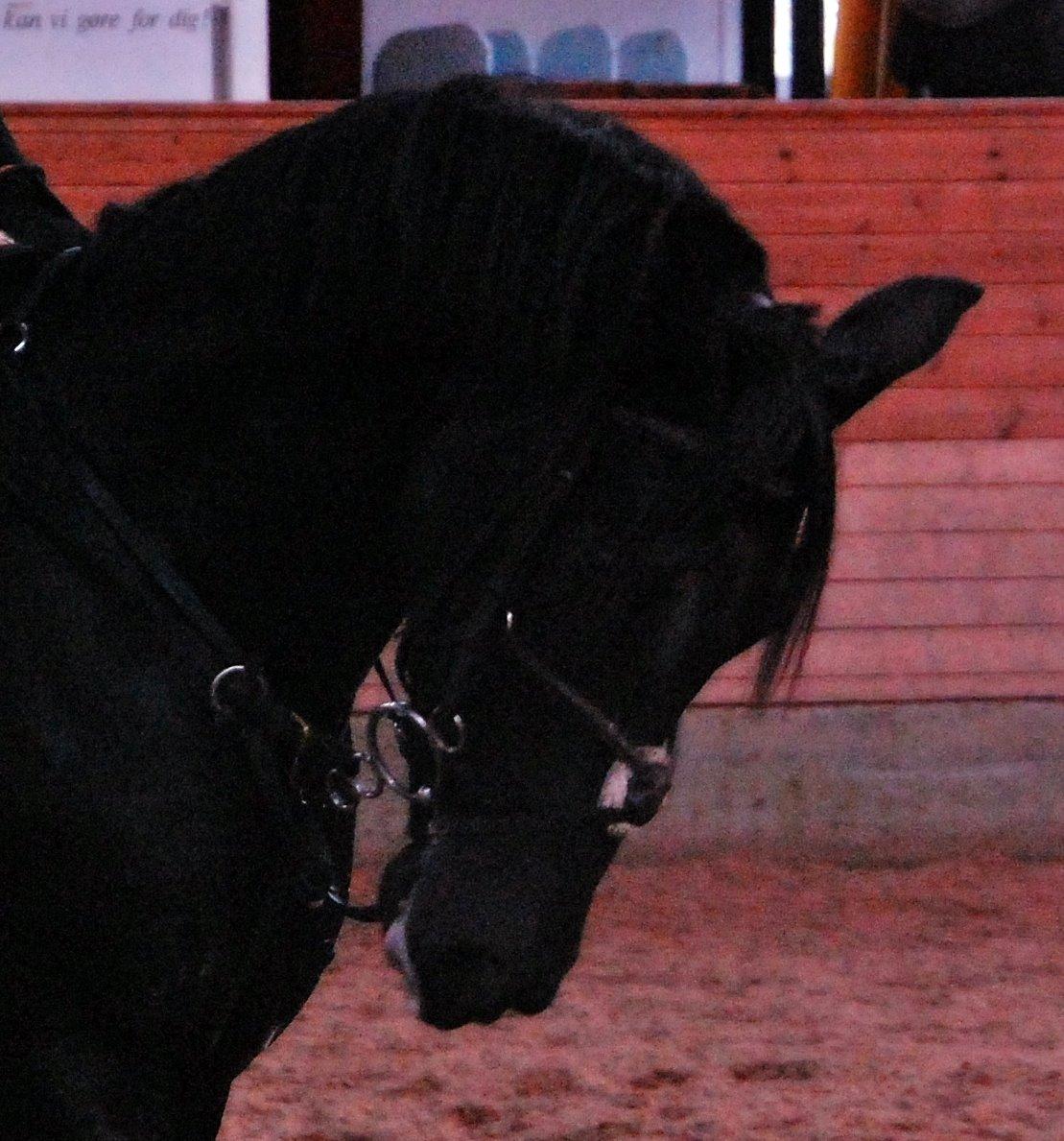 Anden særlig race Fromsmindes Kazmir billede 12