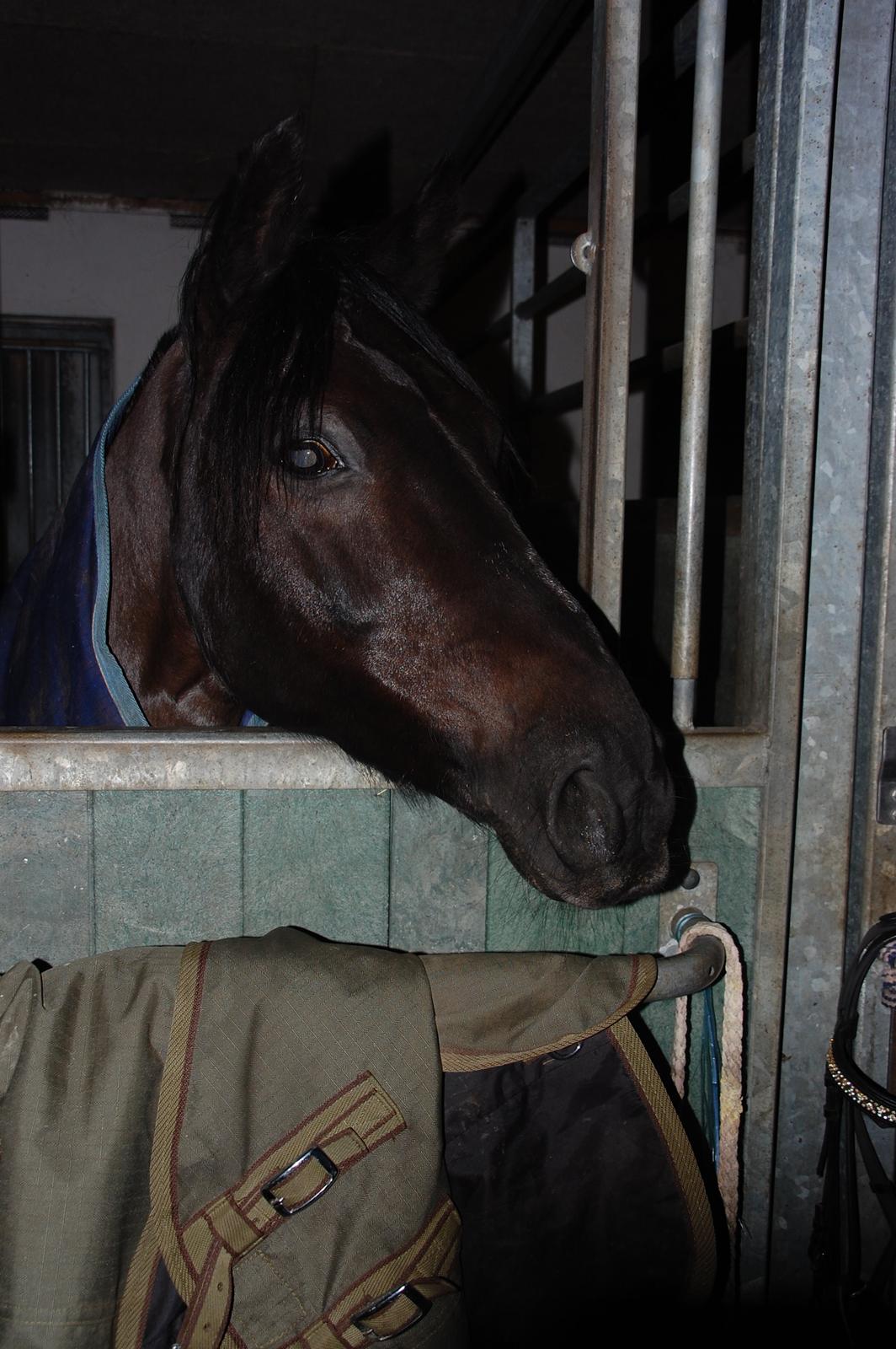 Anden særlig race Fromsmindes Kazmir billede 14