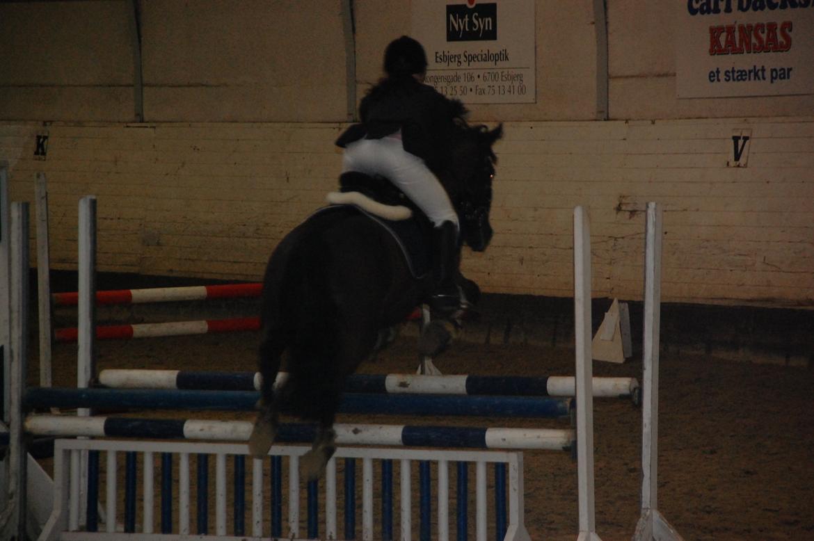 Anden særlig race Fromsmindes Kazmir billede 15