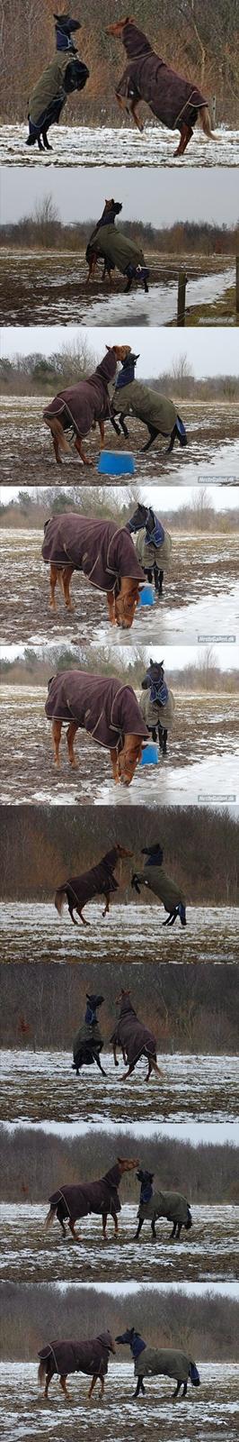 Anden særlig race Fromsmindes Kazmir billede 16