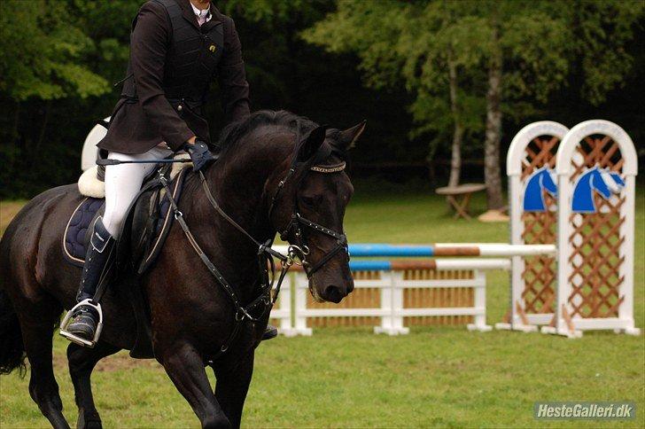 Anden særlig race Fromsmindes Kazmir billede 21