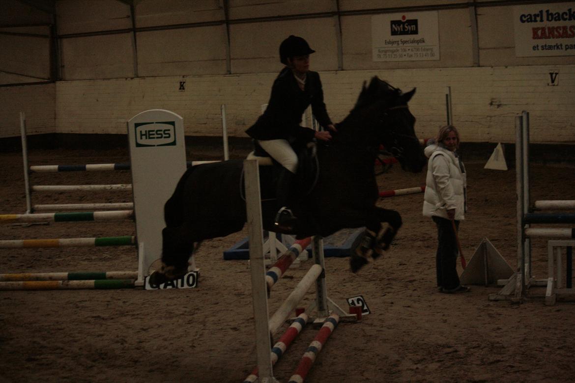 Anden særlig race Fromsmindes Kazmir billede 22