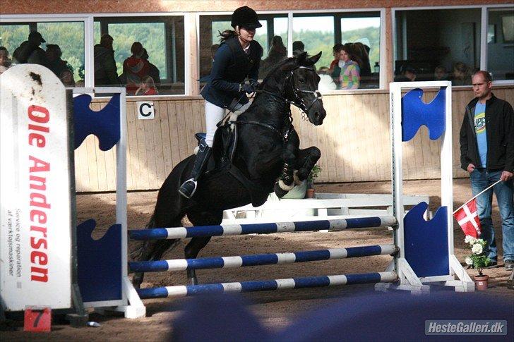 Anden særlig race Fromsmindes Kazmir billede 23