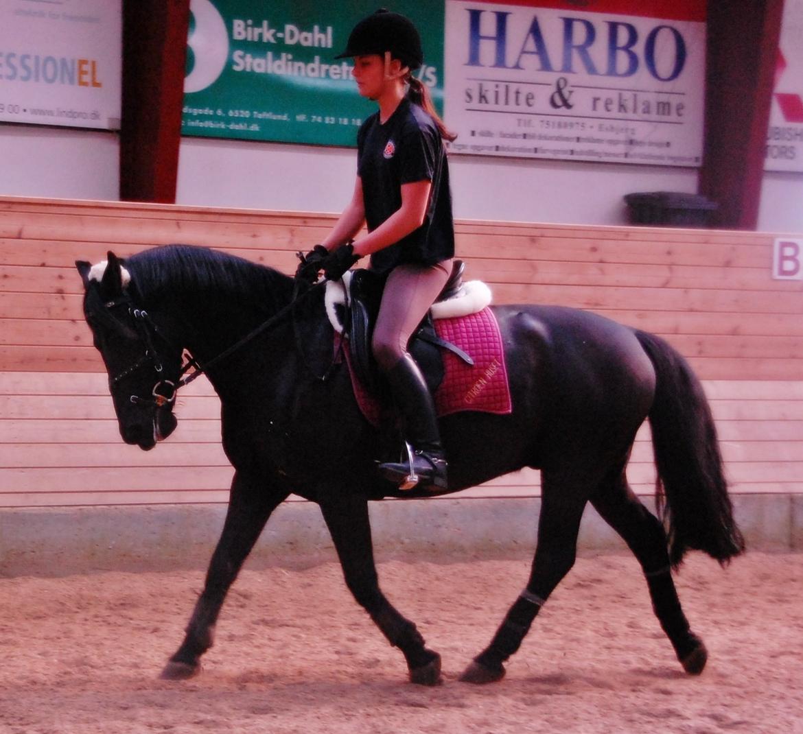 Anden særlig race Fromsmindes Kazmir billede 24