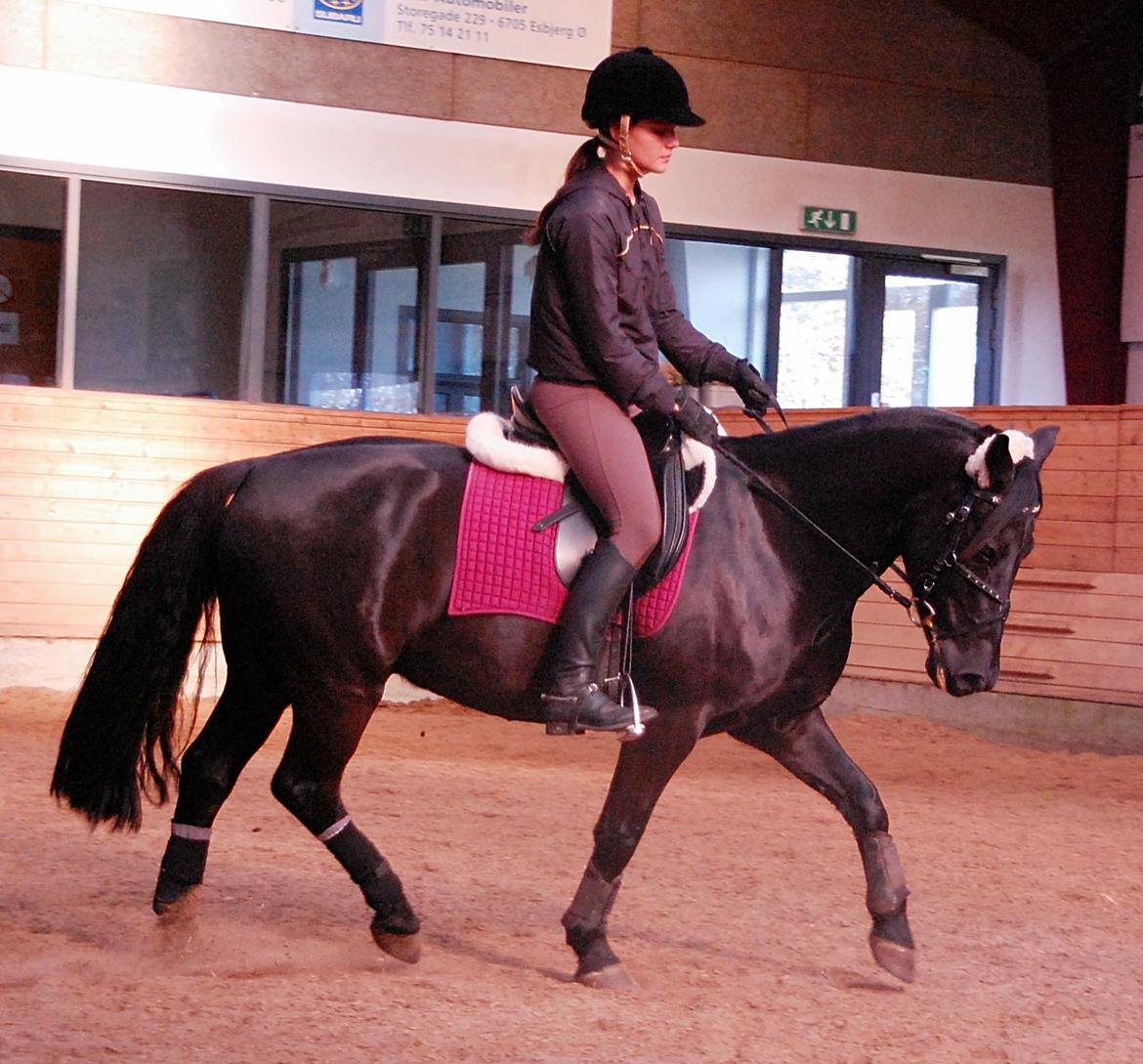 Anden særlig race Fromsmindes Kazmir billede 25