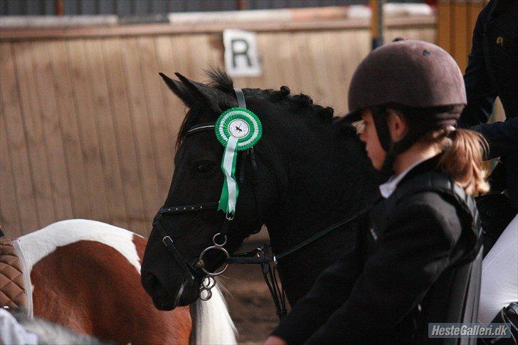 Anden særlig race Fromsmindes Kazmir billede 26