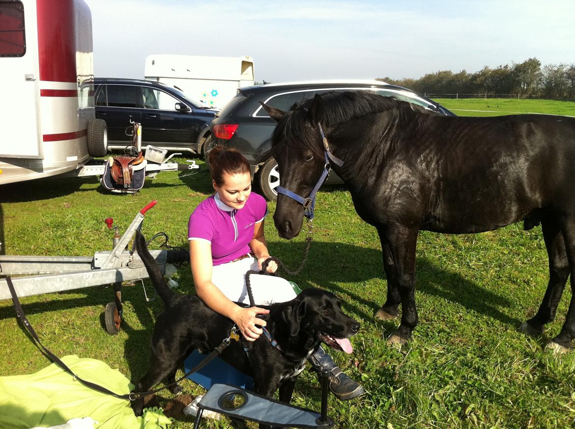 Anden særlig race Fromsmindes Kazmir billede 27