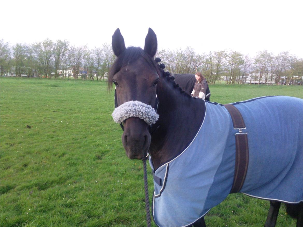 Anden særlig race Fromsmindes Kazmir billede 29