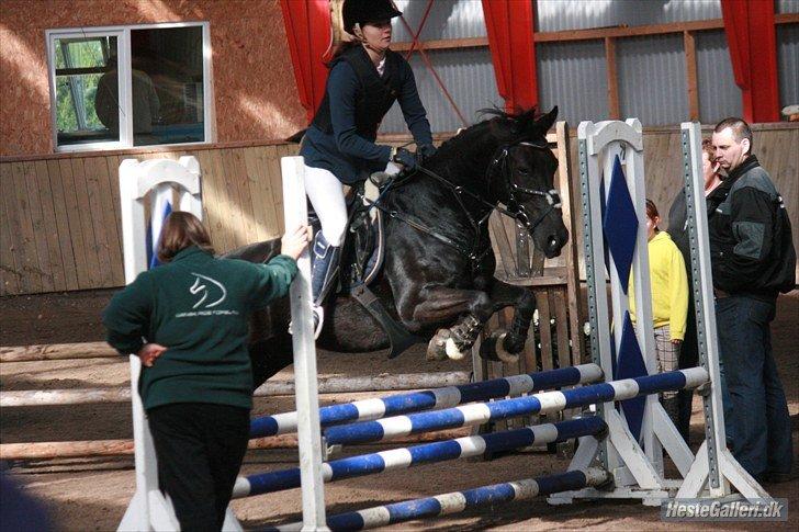 Anden særlig race Fromsmindes Kazmir billede 30