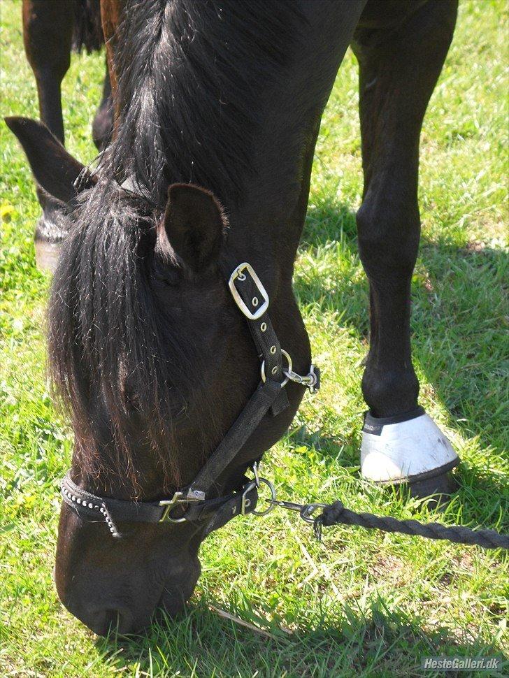 Anden særlig race Fromsmindes Kazmir billede 32