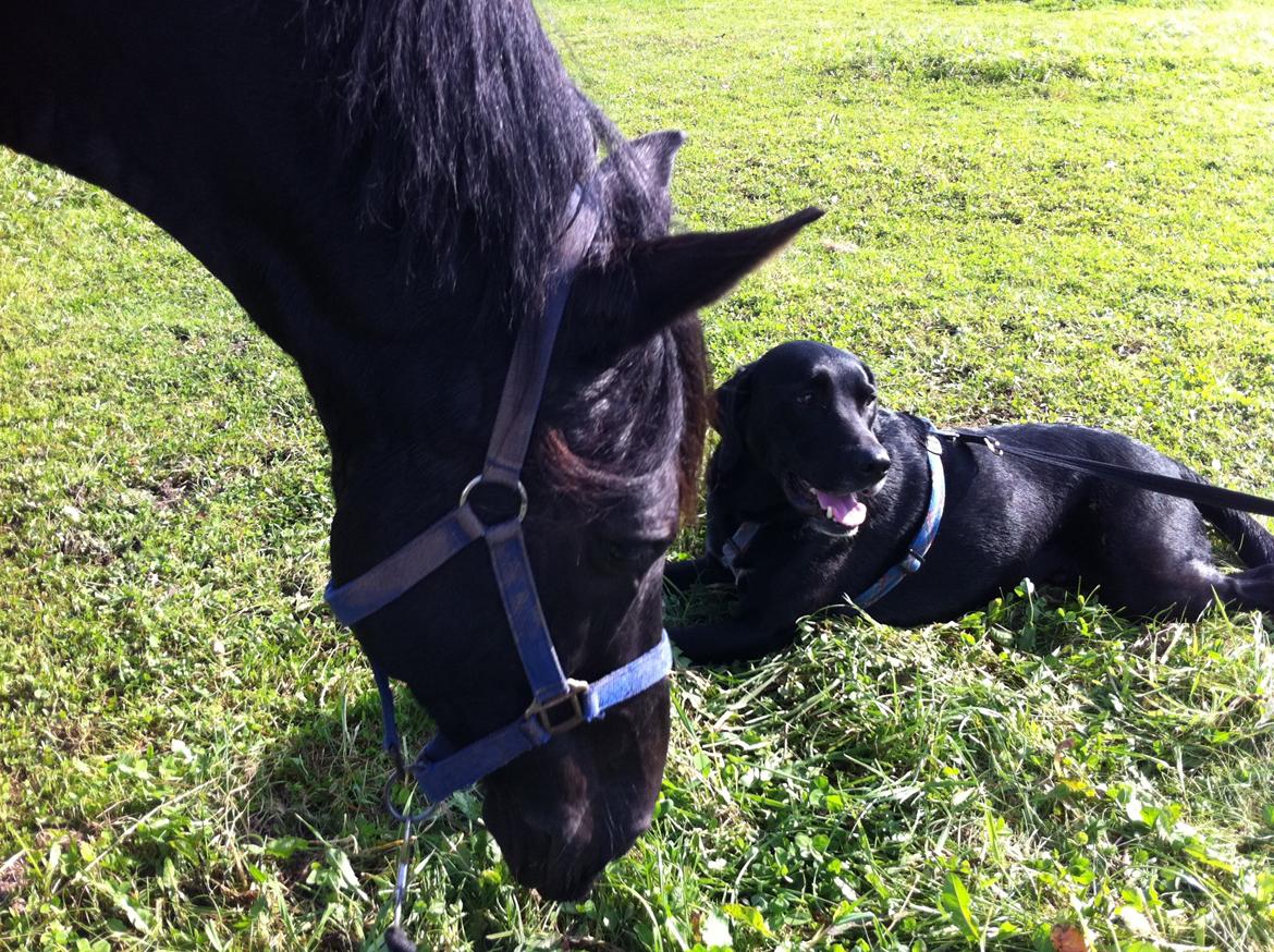 Anden særlig race Fromsmindes Kazmir billede 34