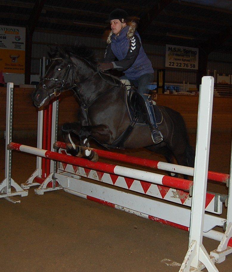 Anden særlig race Fromsmindes Kazmir billede 35