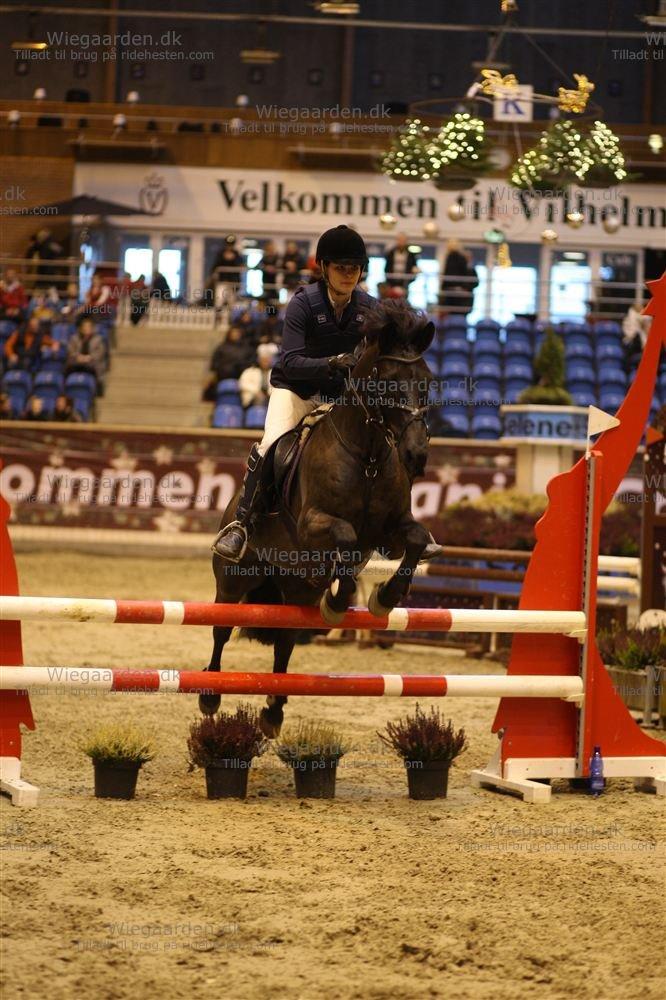 Anden særlig race Fromsmindes Kazmir billede 36