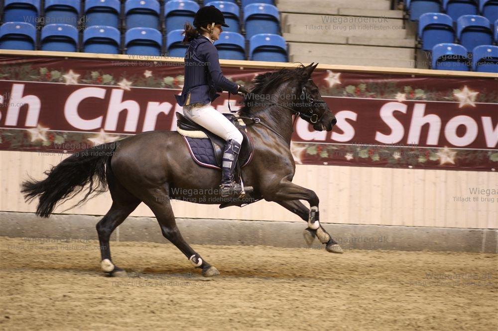 Anden særlig race Fromsmindes Kazmir billede 38