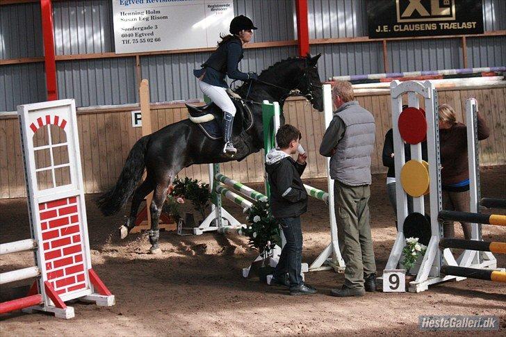 Anden særlig race Fromsmindes Kazmir billede 40