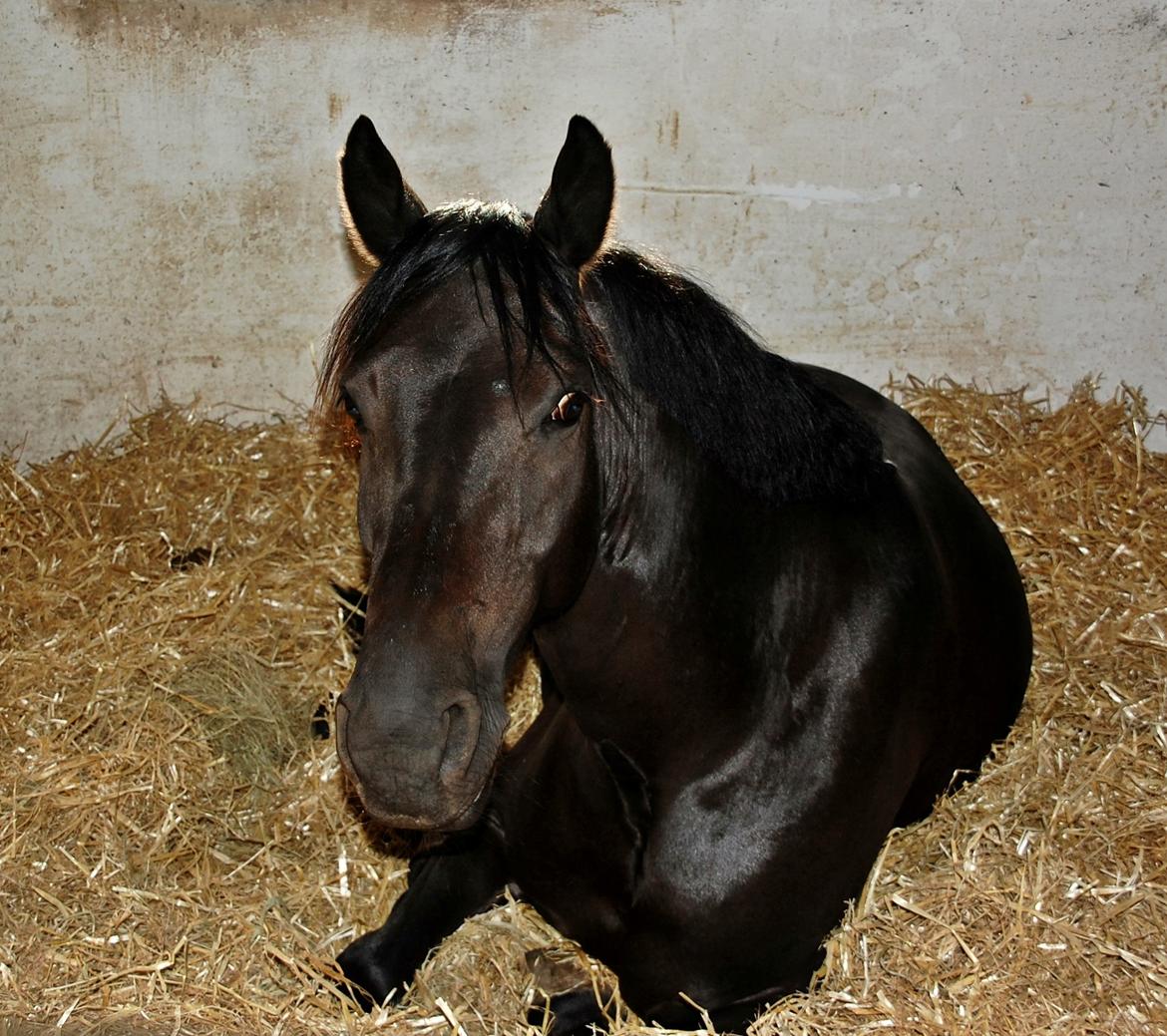 Anden særlig race Fromsmindes Kazmir billede 41