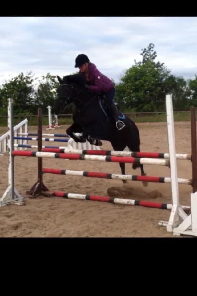 Anden særlig race Fromsmindes Kazmir billede 42