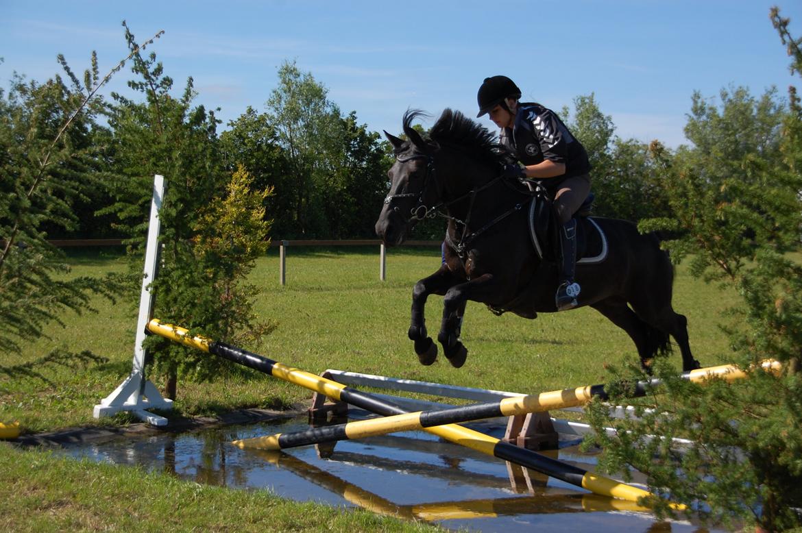 Anden særlig race Fromsmindes Kazmir billede 47