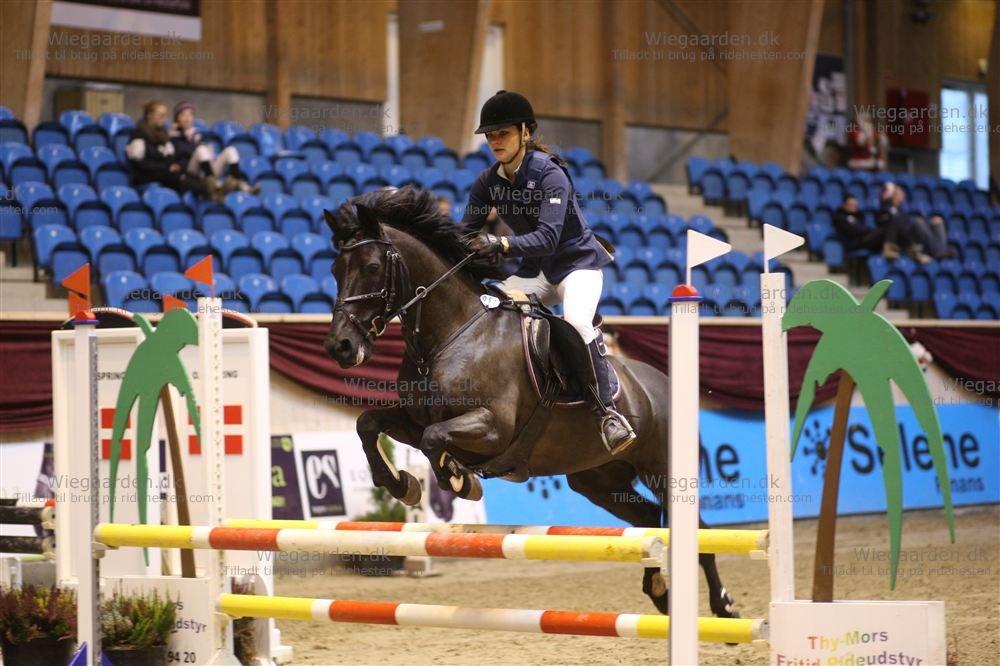 Anden særlig race Fromsmindes Kazmir billede 48