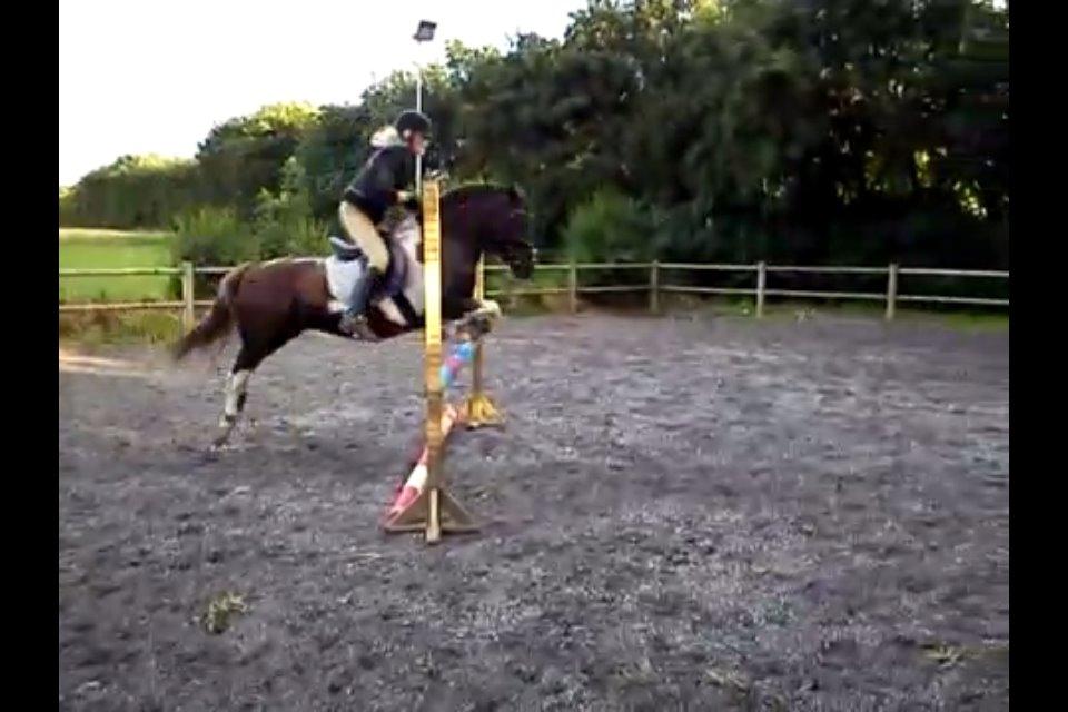 Anden særlig race Sally billede 14