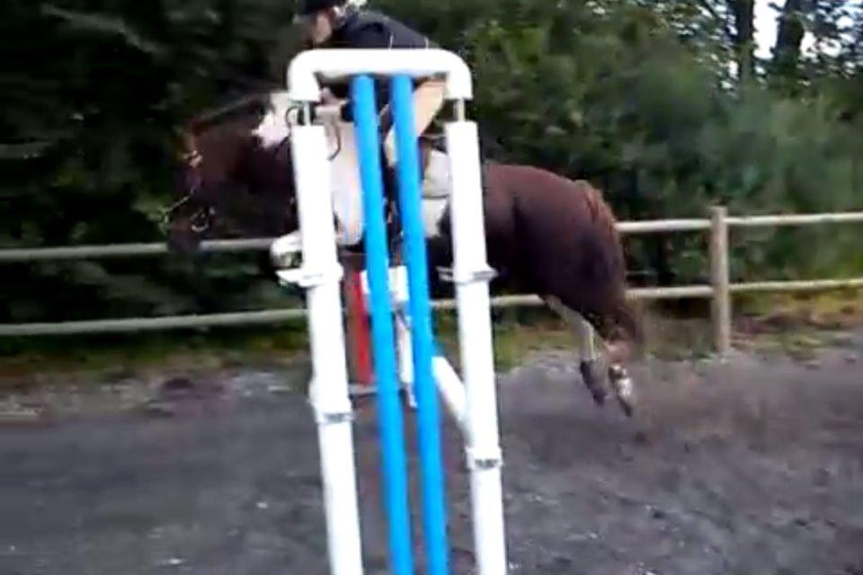 Anden særlig race Sally billede 15