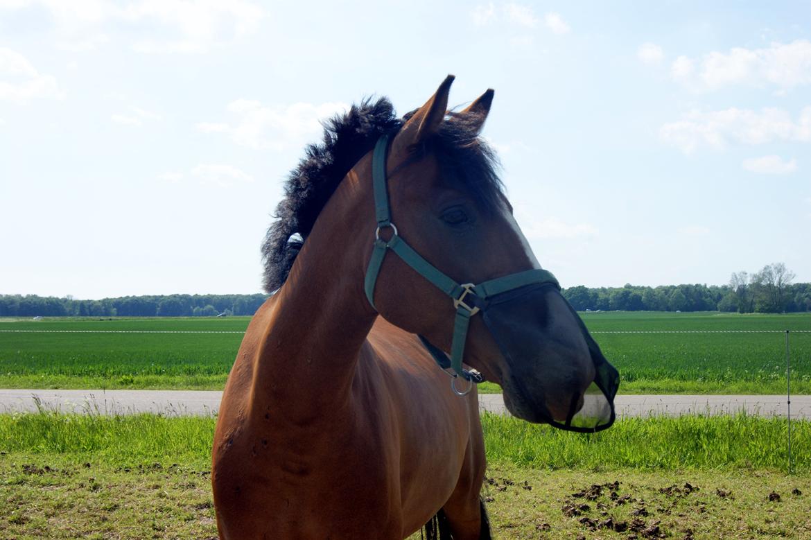 Anden særlig race Rex billede 21