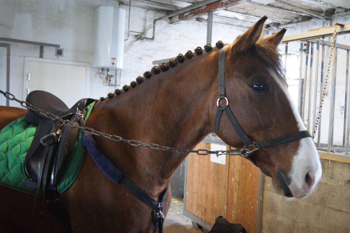 Anden særlig race Rex billede 22