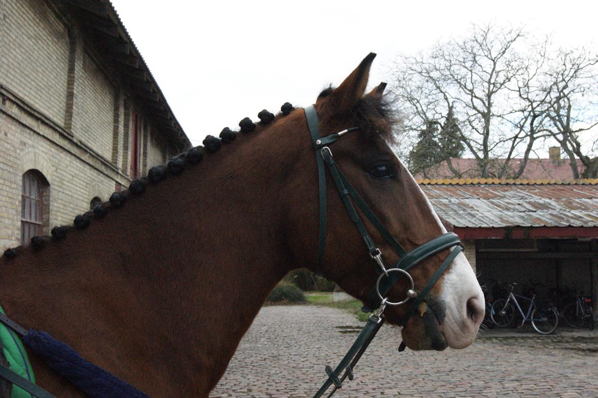 Anden særlig race Rex billede 23