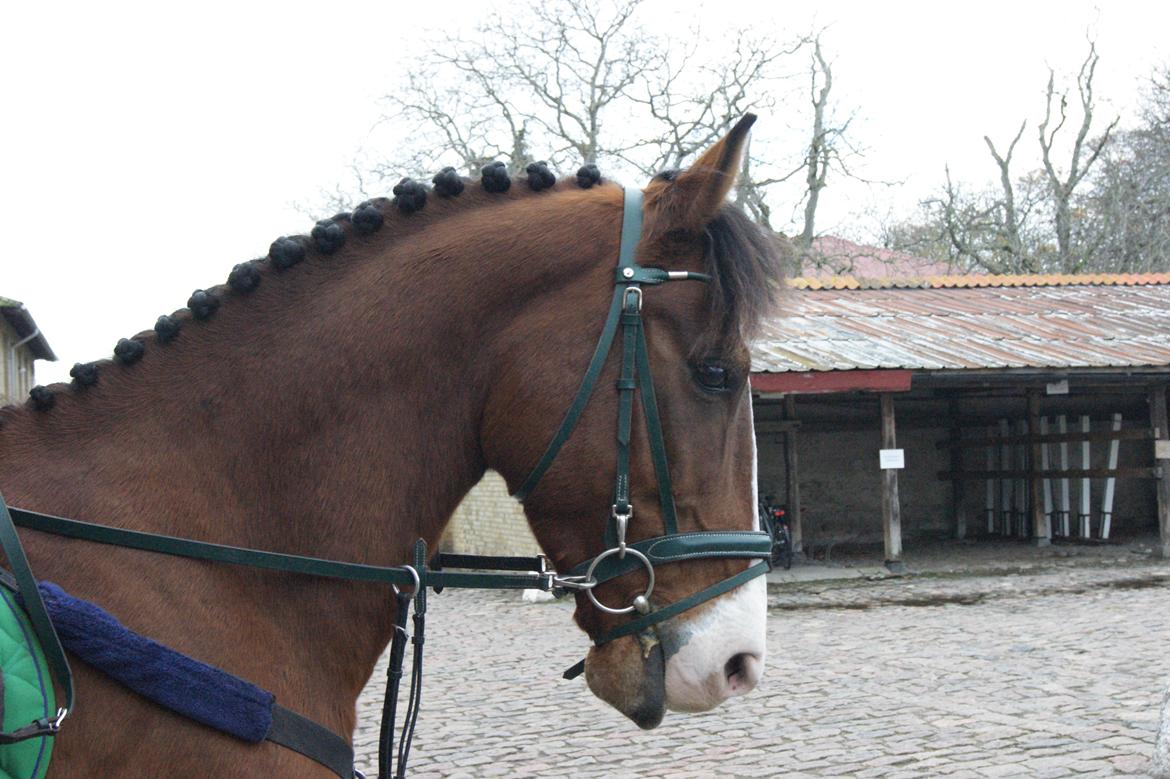 Anden særlig race Rex billede 24