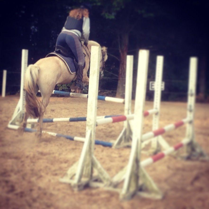 Fjordhest Ryttergårdens kjeldbjørn (Kjeldsen) billede 5