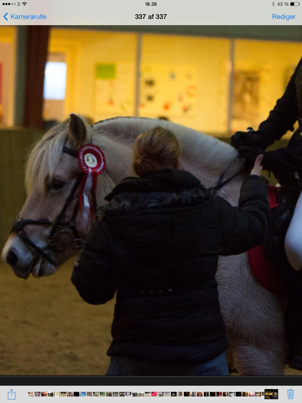 Fjordhest Ryttergårdens kjeldbjørn (Kjeldsen) billede 14